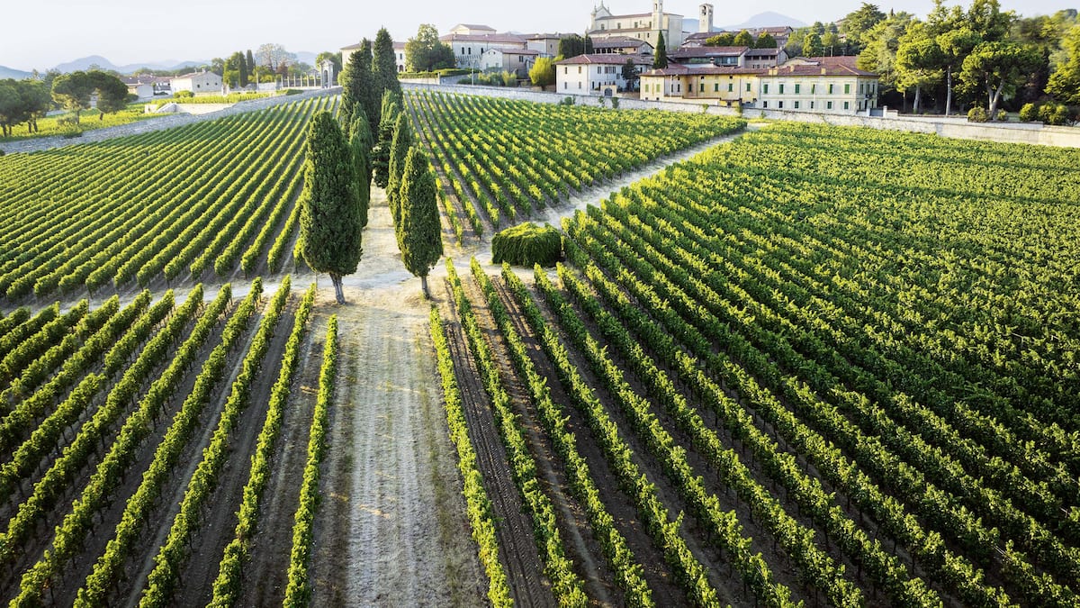 Franciacorta-Das-Wein-Wunder-von-Bellavista