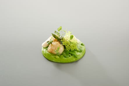 jakobsmuscheln mit grünen spargeln