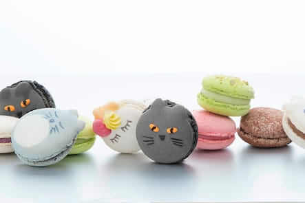 Macarons El Gato