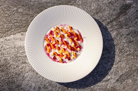 Gericht: Wels-Carpachio, Hibiskusblüten-Gel, Buttermilch, fermentierte Zitronen, Calendula-Blüten, wilder Fenchel.