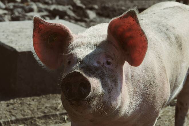 Schwein im Naturresort Handeck Guttannen 2022