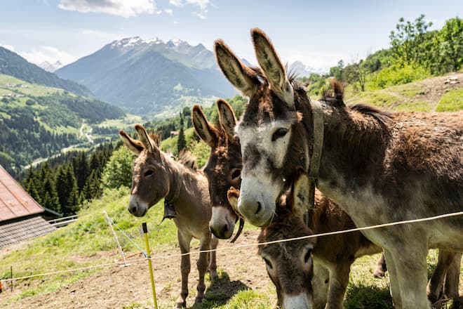 Saiblingzucht Lugnez, Esel oberhalb von Haus