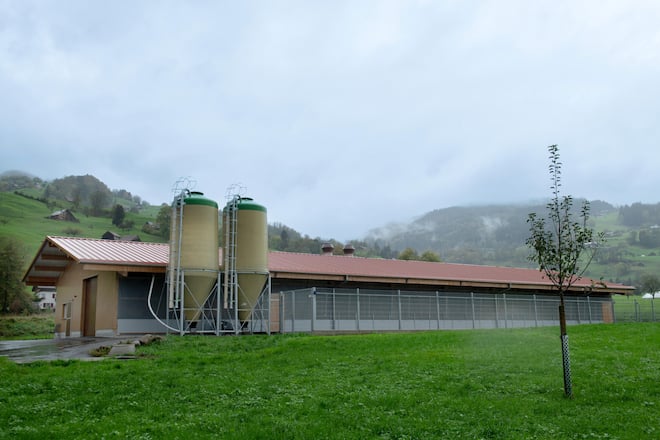 Bruderhähne Aufzucht, Bianchi und SV Group und Burgmer AG