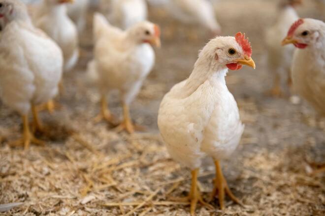 Bruderhähne Aufzucht, Bianchi und SV Group und Burgmer AG