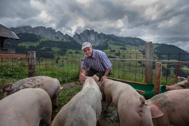Bauer Hanspeter Dänzer von der Alp Fideritschi mit seinen Duroc Schweinen