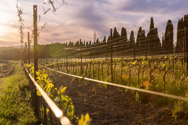 Die 70 ha Weinberge erstrecken sich rund die Kellerei, ein Teil der Trauben für Aqua di Venus wächst hier