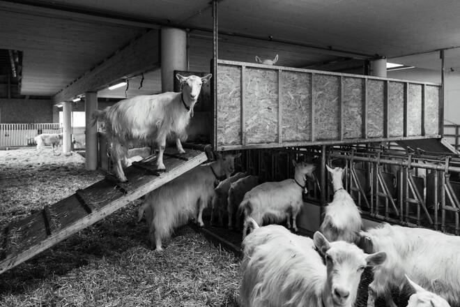 Chefkoch Peter Pruefer mit Matthias Koch zu Besuch auf dem Hof von Beni Hollenstein - Ziegenkaese aus Appenzell - Appenzeller Huus Bären Gonten - Nov 2023 - Copyright Olivia Pulver