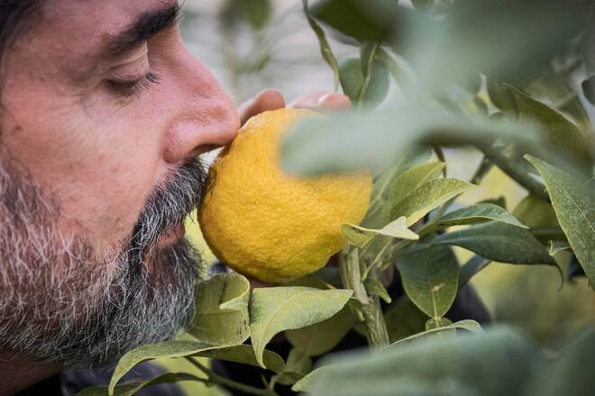 Niels Rodin, cultivateur de citrons en Suisse photographié à la "Ferme aux agrumes", mardi 7 novembre 2023 à Borex près de Nyon. (© Gabriel Monnet)
