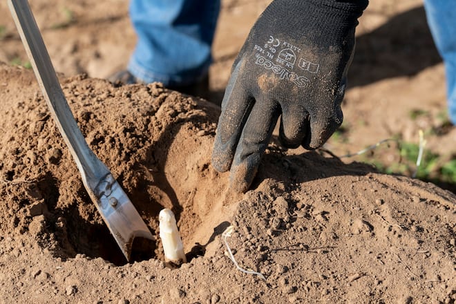 Die Reise des Badischen Spargels, auf Spargelhof Mönich in Griesheim (D), Böni sticht Spargeln, Details