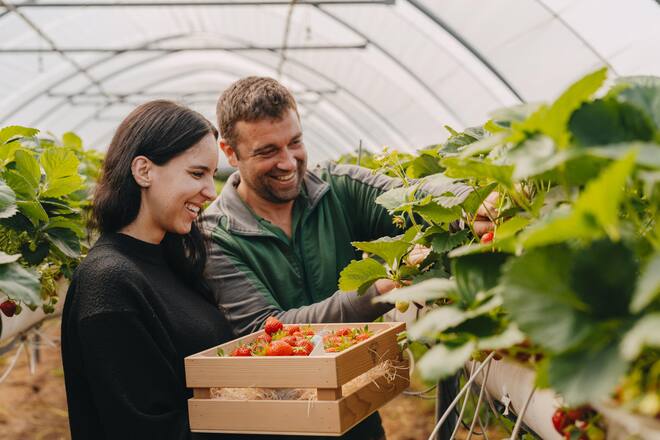 Jonas Boog mit Noemi Bernhard, Sternen Walchwil, im Erdbeer-Folien-Tunnel - Zu Besuch beim Buurgarte Boog Hünenberg - Juni 2024 - Copyright Olivia Pulver
