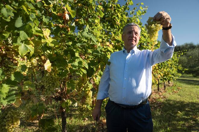 Adriano Dal Bianco, Präsident der Firma, freut sich über die schönen Gleratrauben