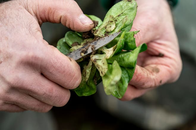 Nüsslisalat, mit Böni bei Thomas Käser, in Birmenstorf AG