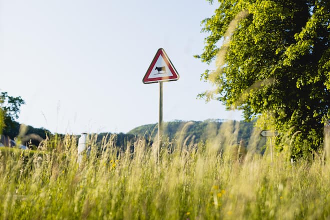 Hof Hoggen, Reigoldswil, Swiss Black Angus, Aberdeen Angus, Mutterkuhhaltung, Luma, IP Suisse