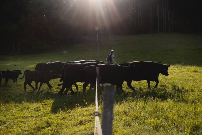 Hof Hoggen, Reigoldswil, Swiss Black Angus, Aberdeen Angus, Mutterkuhhaltung, Luma, IP Suisse, Thomas Rieder-Gysin