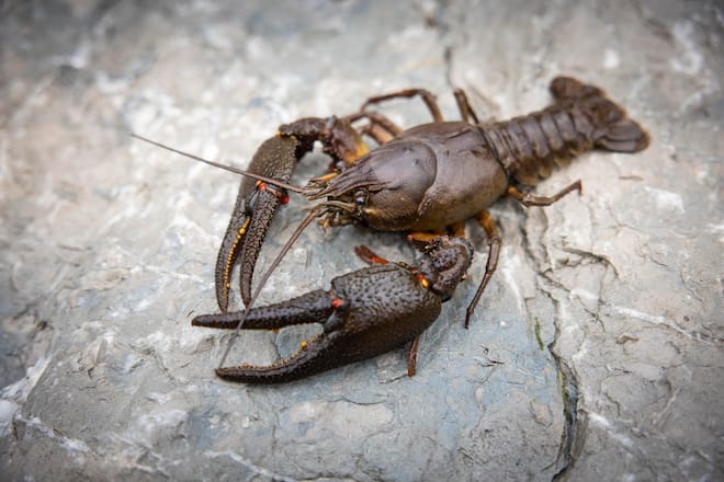 Daniel Müller Forellensee Zweisimmen Flusskrebse