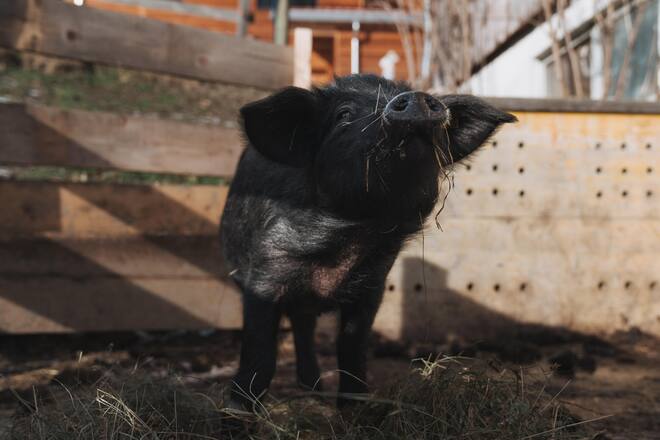 Bei den Alpschweinen - Nina Hitz, Landwirtin - 7099 Egga - Churwalden - Jan 2023 - Copyright Olivia Pulver