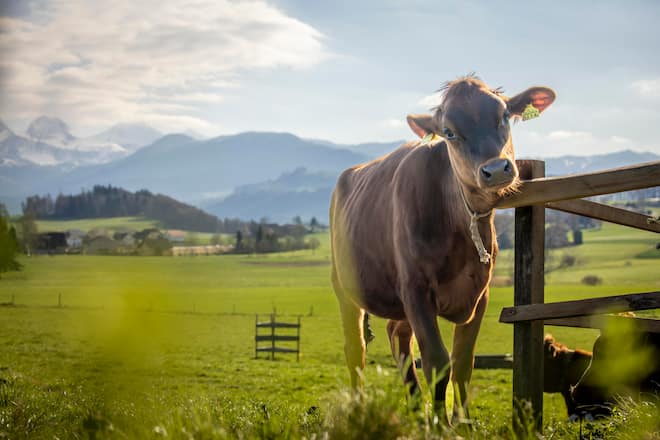 Zwei Generationen, ein Käse: Treffen zwischen Urs Schluechter, Direktor Emmentaler Switzerland, und Aline Hadorn, Lernende/Milchtechnologin in Kirchberg BE. Aufgenommen am 04.04.2023