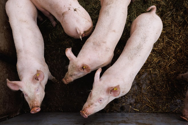 Toni Odermatt, Geissenheimet, Stans,