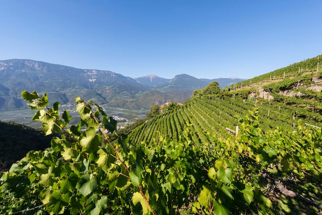 Italien Suedtirol Trentino Alto Adige Etschtal Terlan Wein Weinanbau Kellerei Terlan Oberschol Weinberg Lage Vorberg von Luis Gietl Lese Weissburgunder