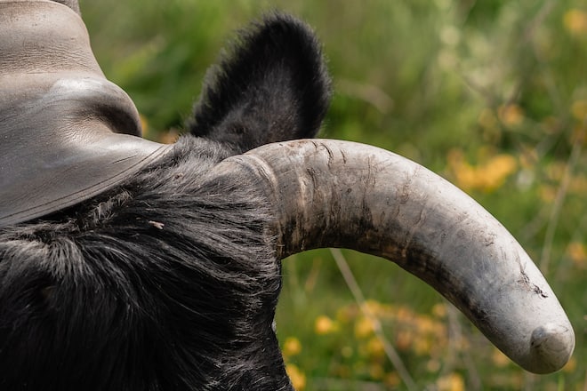 Mit Luma Delikatessen bei den Ehringerkühen im Wallis (Alpage de Mille im Val de Bagne) - 15. Juni 2022 - Copyright Olivia Pulver
