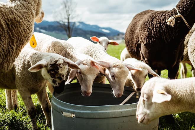 Curdin Janett Fromage Mauerhofer