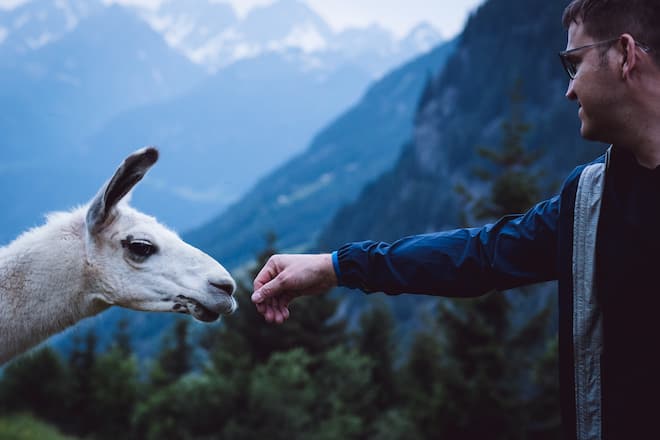 Bristen Lama und Gasthaus im Feld Gurtnellen