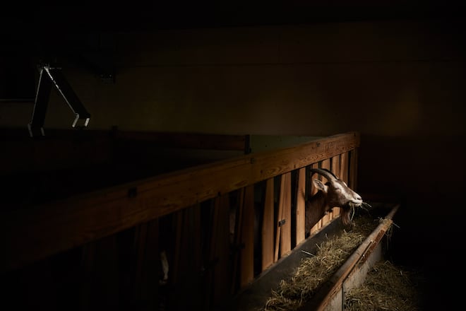 Toni Odermatt Geissäheimat Stans