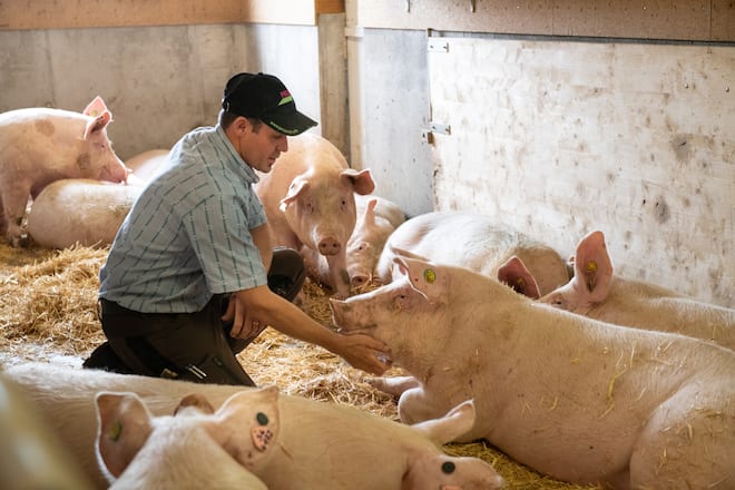 thurgauer apfelschweine von bianchi