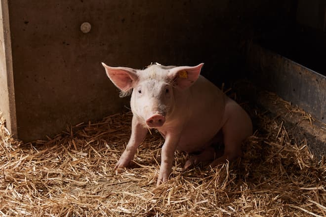 Comeback der Sau Juli 2021