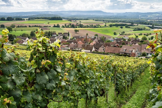Nadine und Cedric Besson-Strasser Weinbau , Uhwiesen, im Weinberg Chlosterberg