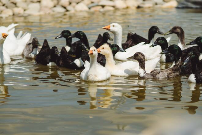 Anja Tschannen Pommernenten
