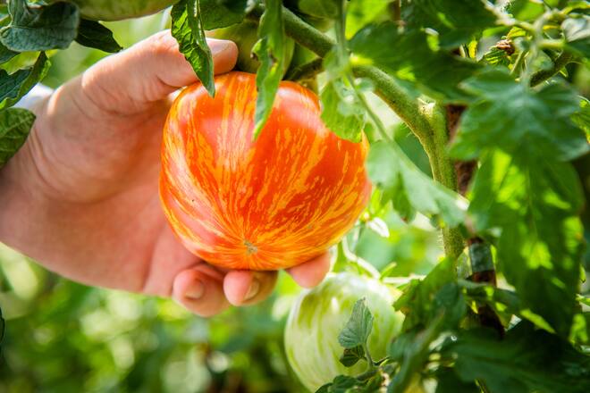 Castello del Sole mit Simon Jenny und Mattias Roock