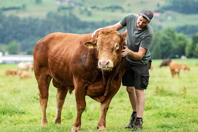 Appertshof in Schwyz, Stier Fibo mit Jungbauer Thomas Appert
