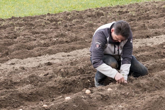 Bergacker Kartoffelanbau