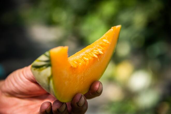 Marcel Foffa Produziert Schweizer Melonen 2020: Silvio Germann besucht ihn.