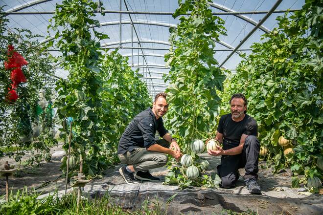 Marcel Foffa Produziert Schweizer Melonen 2020: Silvio Germann besucht ihn.