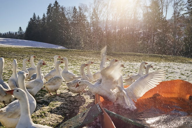 Patrick Germann Bären Schwarzenburg bei Gänse Ueli