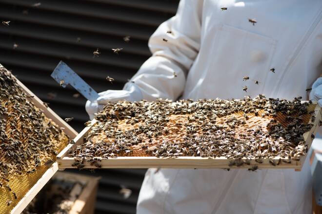 Bienen und Imkerin des Living Circle, Gault Millau, Imkerin Monika Istok, General Manager Jörg Arnold, Hotel Alex, Thalwil ZH, 20. Juni 2022