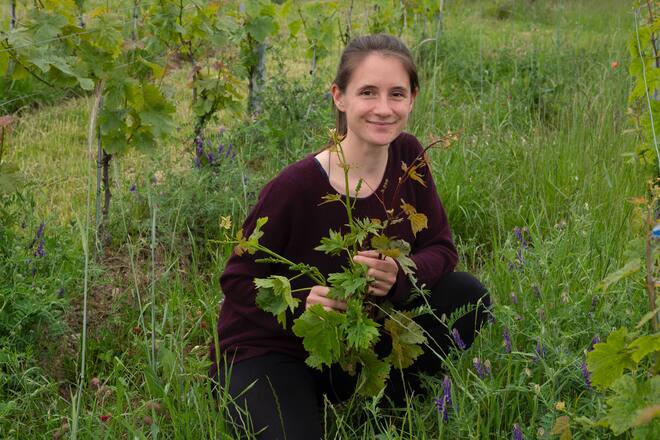 Laura Paccot mit Zweigen von 3 der 19 Varianten der Traubensorte