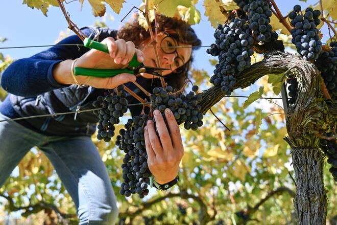 Annie Rossi, Ãnologin