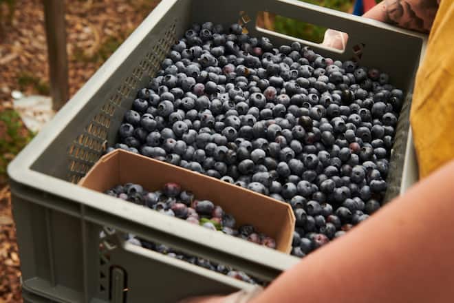 Himbeeren aus dem Wallis / Andreas Seiler