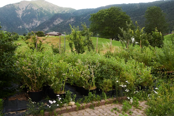 Himbeeren aus dem Wallis / Andreas Seiler