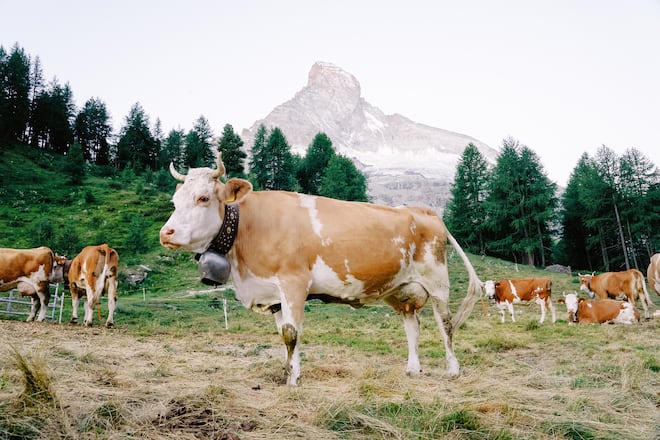 Sennerei Stafelalp Zermatt