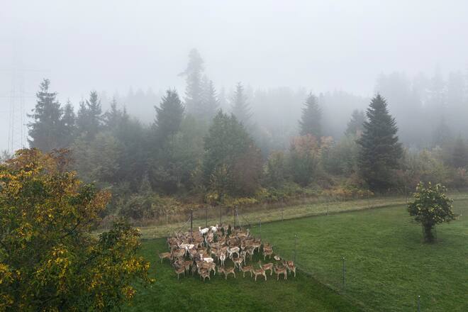 12.06.2022; Hittnau: Gourmethirsch.ch Portrait Felix Holenstein; Blick auf das Gehege der Hirsche von Felix Holenstein in Hittnau. © Valeriano Di Domenico