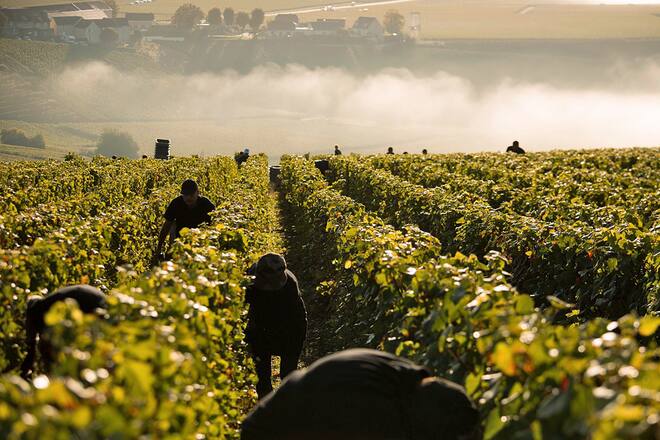 Dom Perignon Weinberg