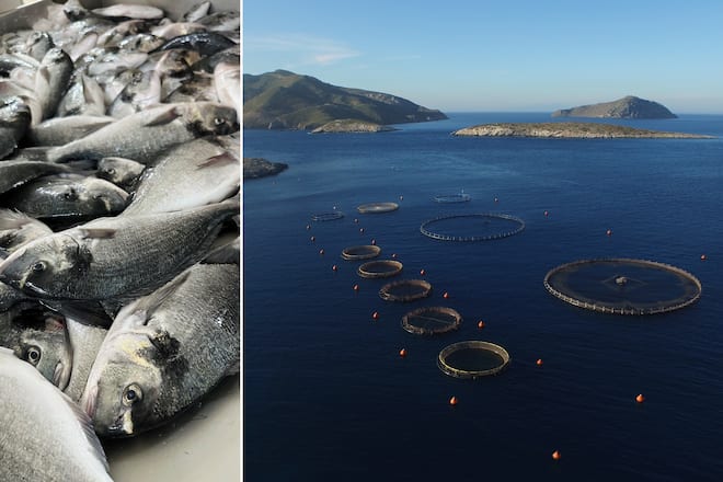 Bianchi Fischzucht in Leros
