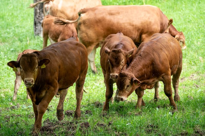Gubser Limousin, Bauer und Viehzüchter in Oberterzen