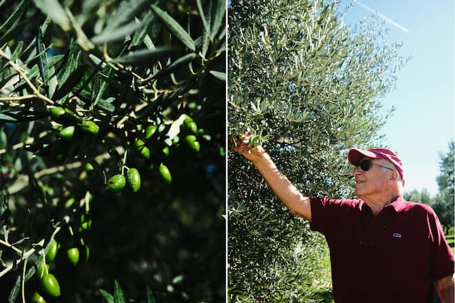 Grün, bio, sortenrein: Olivenöl aus Spanien Roland Zanotelli Olivenöl