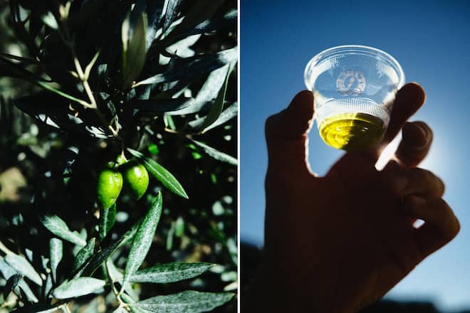 Header Olivenöl Fontclara