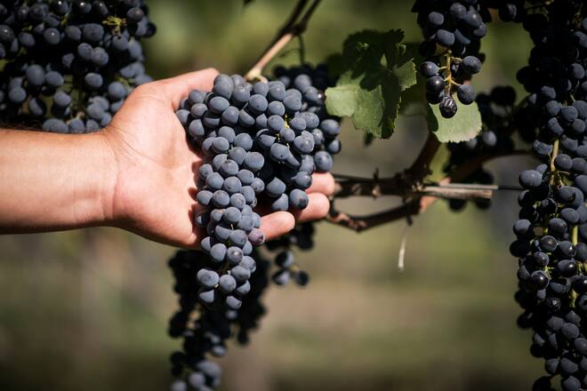 Swiss Wine Am Puls der Ernte: Winzer für einen Tag September 2021